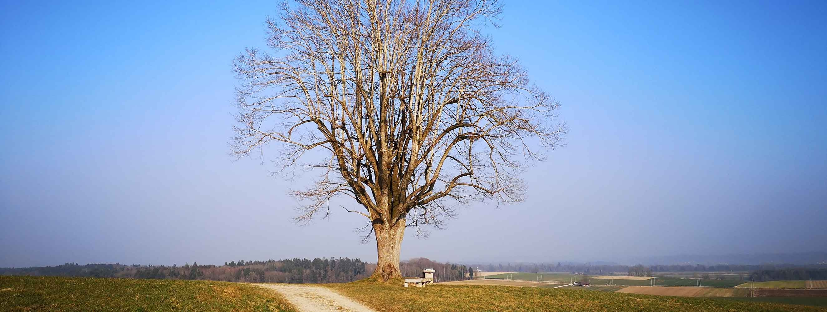 Limpachfeld