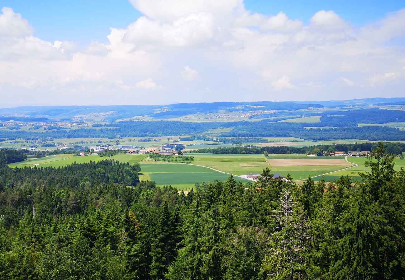 Stählibuck