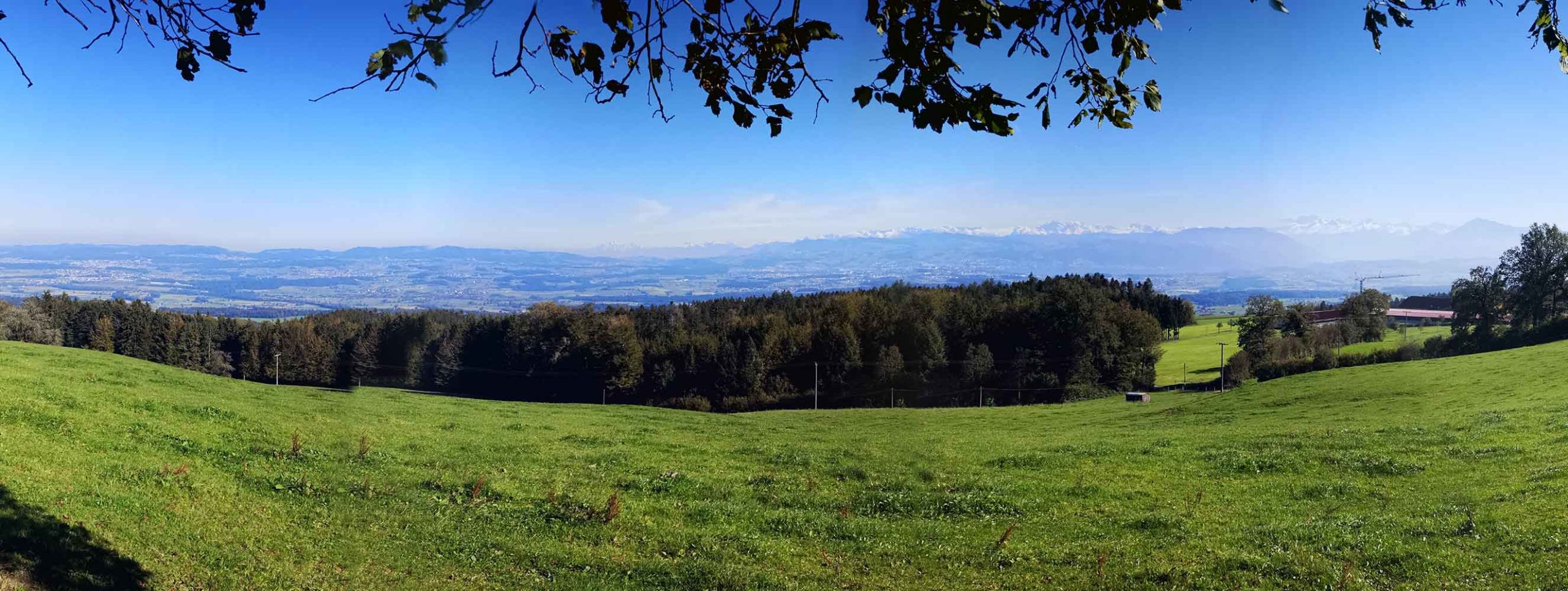 Bachtel / Orn